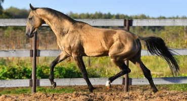 Buck horse suit: vlastnosti a vlastnosti